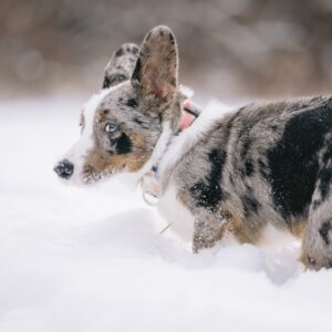 corgi stanley in taos flannel dog collar