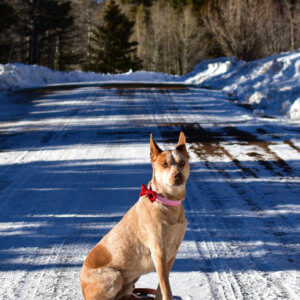 Fox herringbone bow tie snow