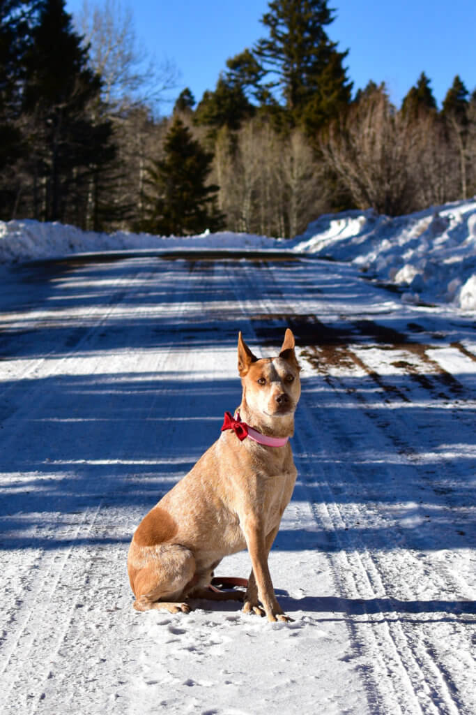 A dog sitting in the snow and wearing a red collar