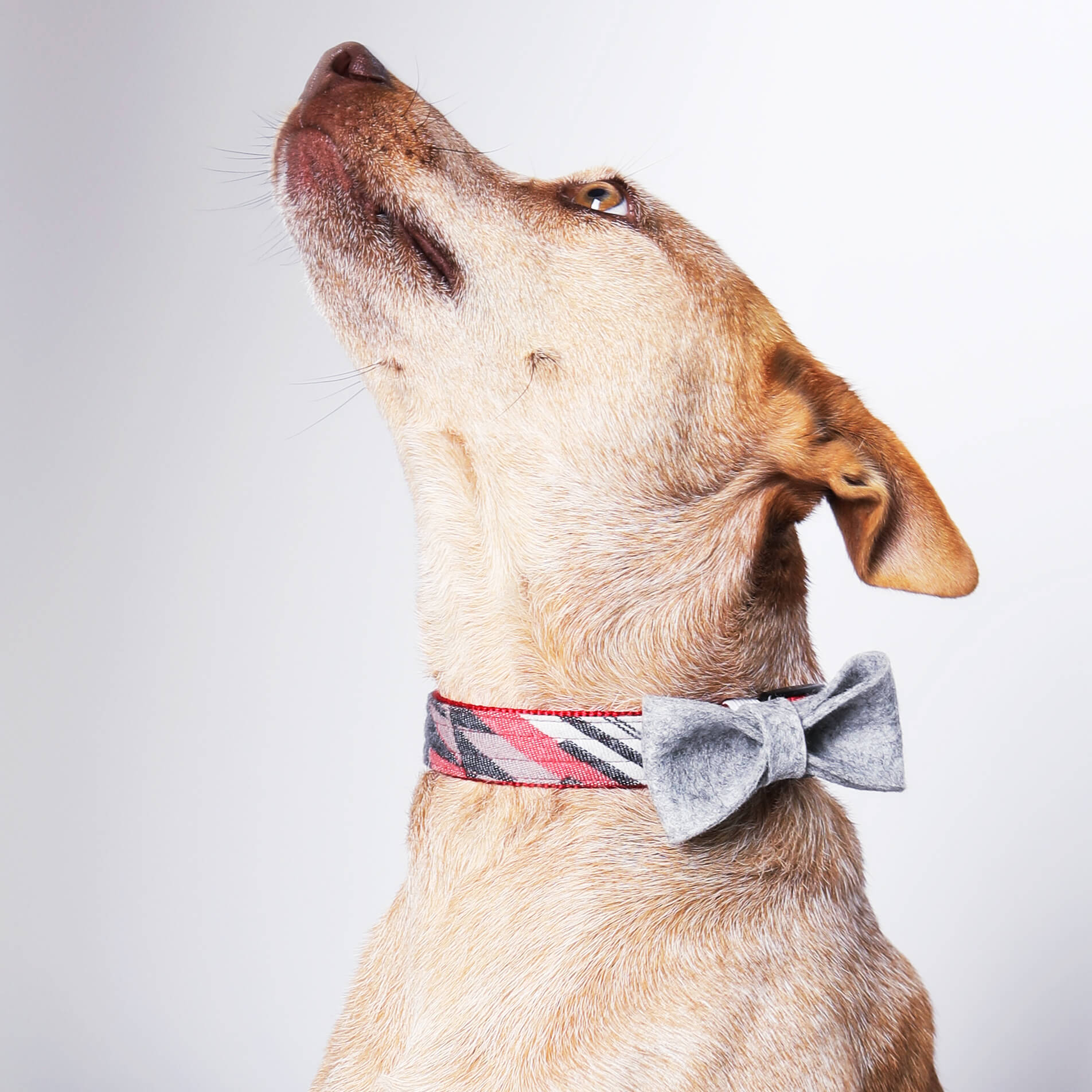 Wool Felt Dog Collar Bow Tie