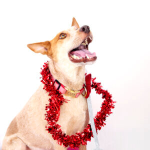 fox valentine herringbone collar