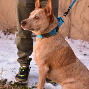 Fox 1.5 Nameplate martingale collar