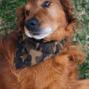 Golden retriever green Camo Bandana