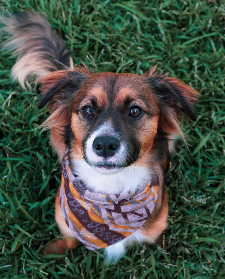 Dog Bandana Brown Inspired