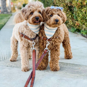 doodle striped dog bandana