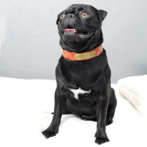 flying V studded leather collar Greg