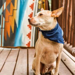 fox in blue denim bandana railroad