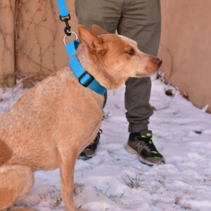 Fox 1.5 Nameplate martingale collar wide