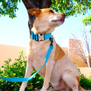 wide webbing collar for big dogs. engraved with ID info
