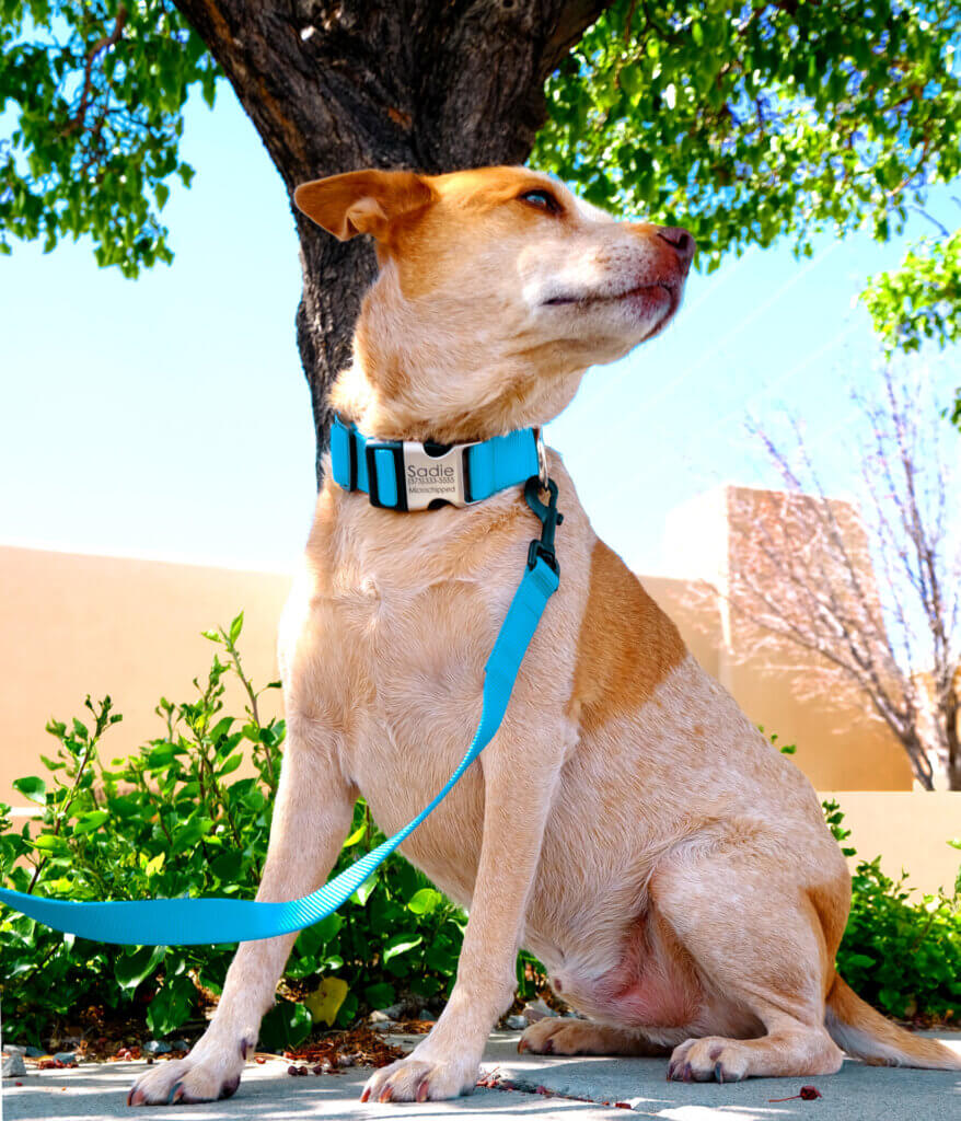 wide webbing collar for big dogs. engraved with ID info
