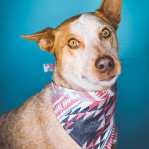 foxy heeler dog bandana native pattern
