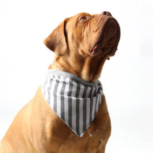 mastiff bandana stripes