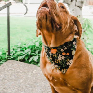 frank mastiff rifle paper dog bandana olea