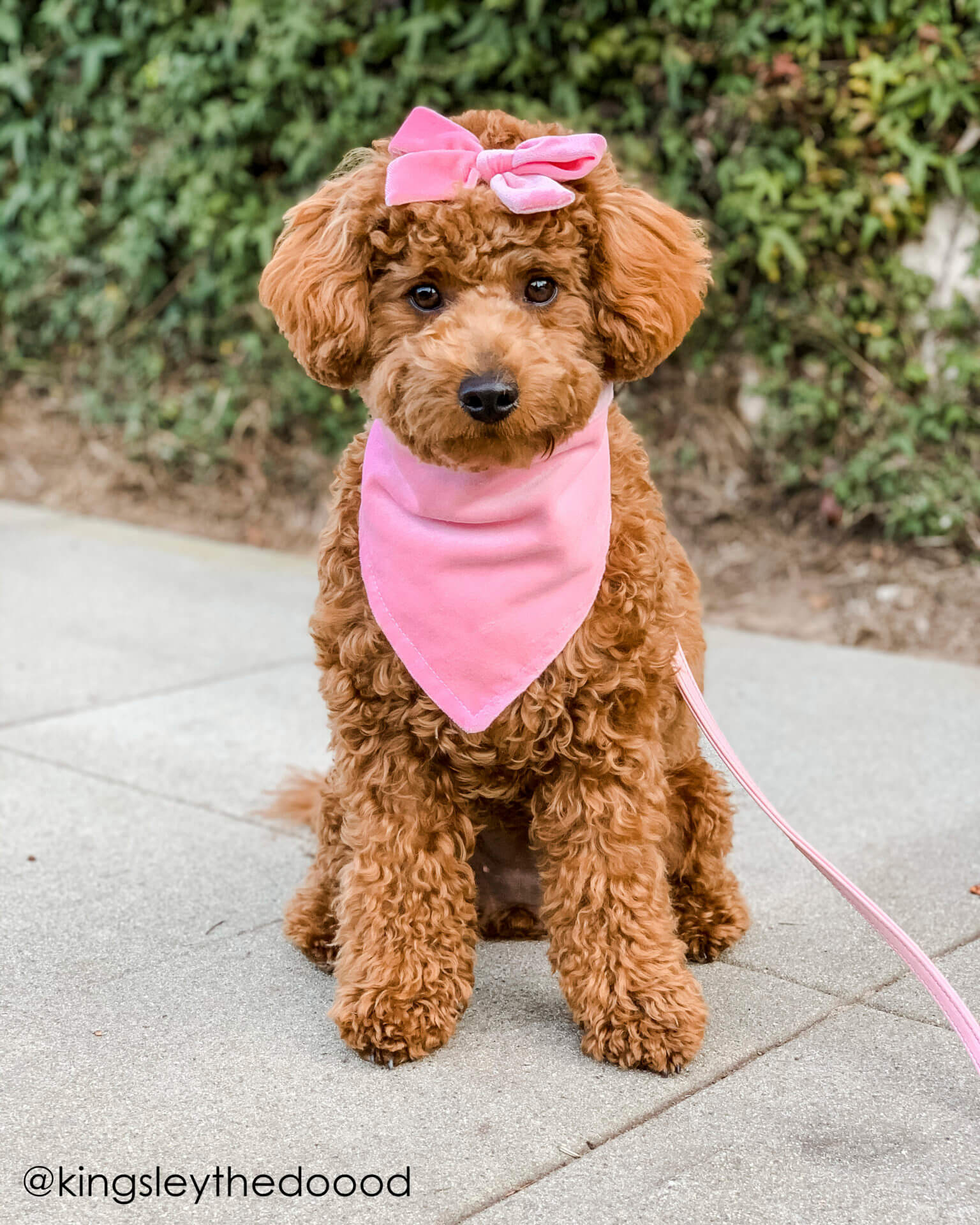 10 Cute Dog Collars On  For Super-Stylish Pups (2021)