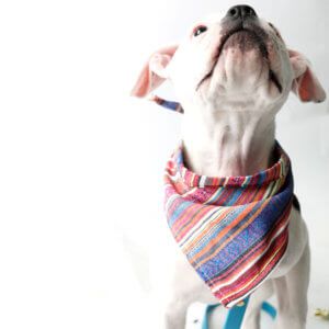 american bulldog bandana