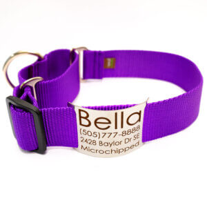purple wide martingale collar with nameplate