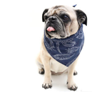 quill feather dog bandana