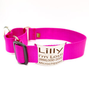 raspberry pink wide martingale collar with nameplate