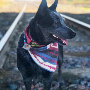 heeler dog bandana taos