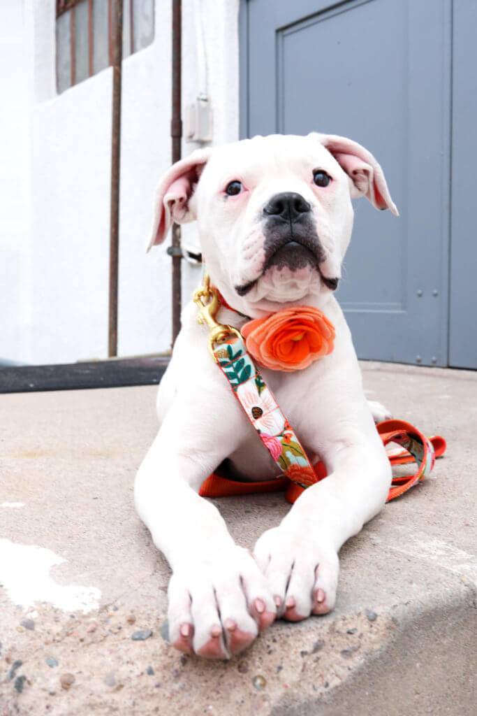 american bulldog in flower