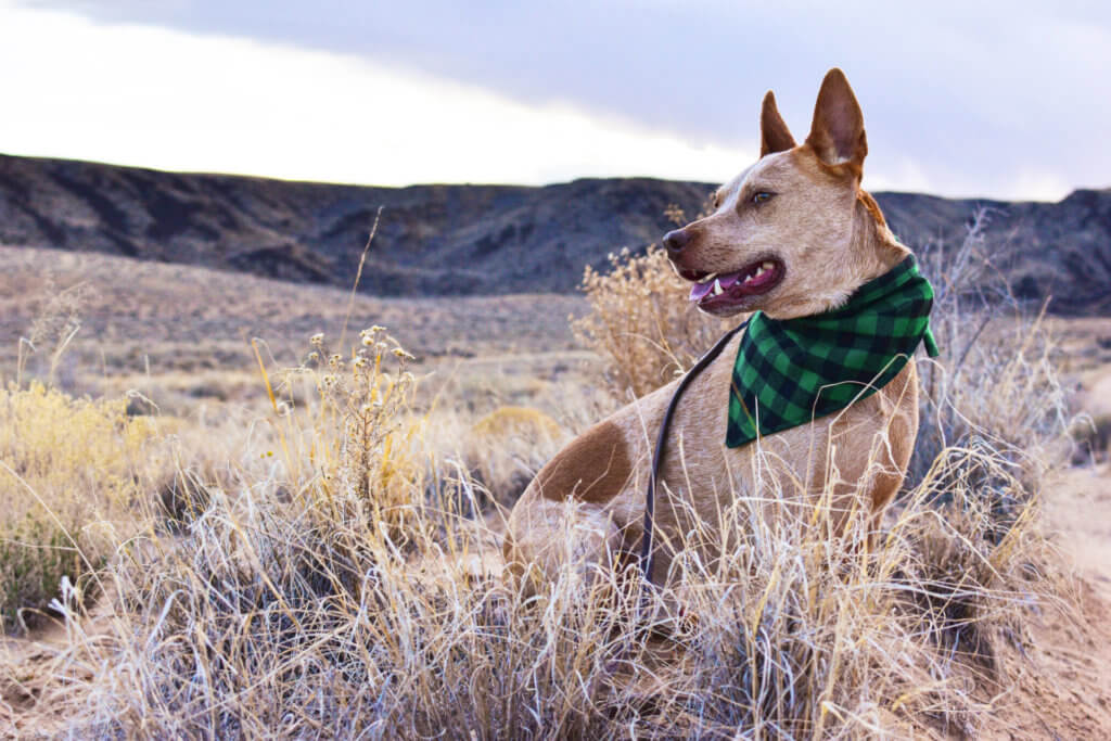 heeler dog bandana green buffalo plaid