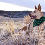 Buffalo Plaid Flannel Dog Bandanas