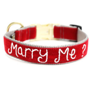 marry me wedding dog collar