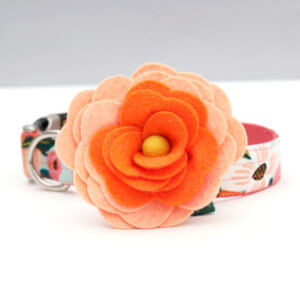 orange magnolia dog collar flower