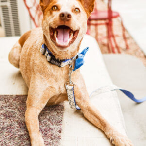heeler dog in bowtie
