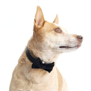 fox in black velvet bowtie