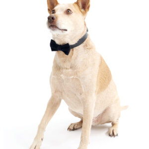 fox in black velvet bowtie