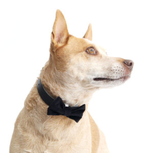 fox in black velvet bowtie