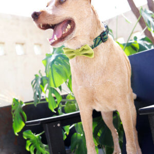 green bow tie dog collar