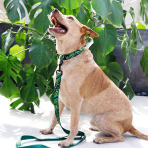 fox the heeler in monstera print dog collar rifle paper co