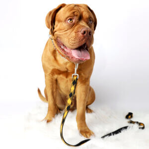 mastiff dog leash yellow buffalo plaid mimi green