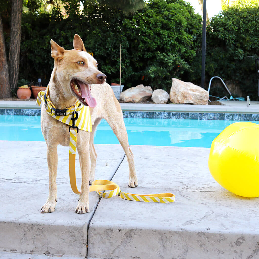 cattle dog yellow stripe dog collar