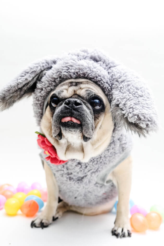 pug in bunny costume