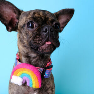 Chihuahua Rainbow Collar Square