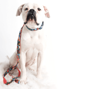 bulldog mae floral rifle paper dog collar