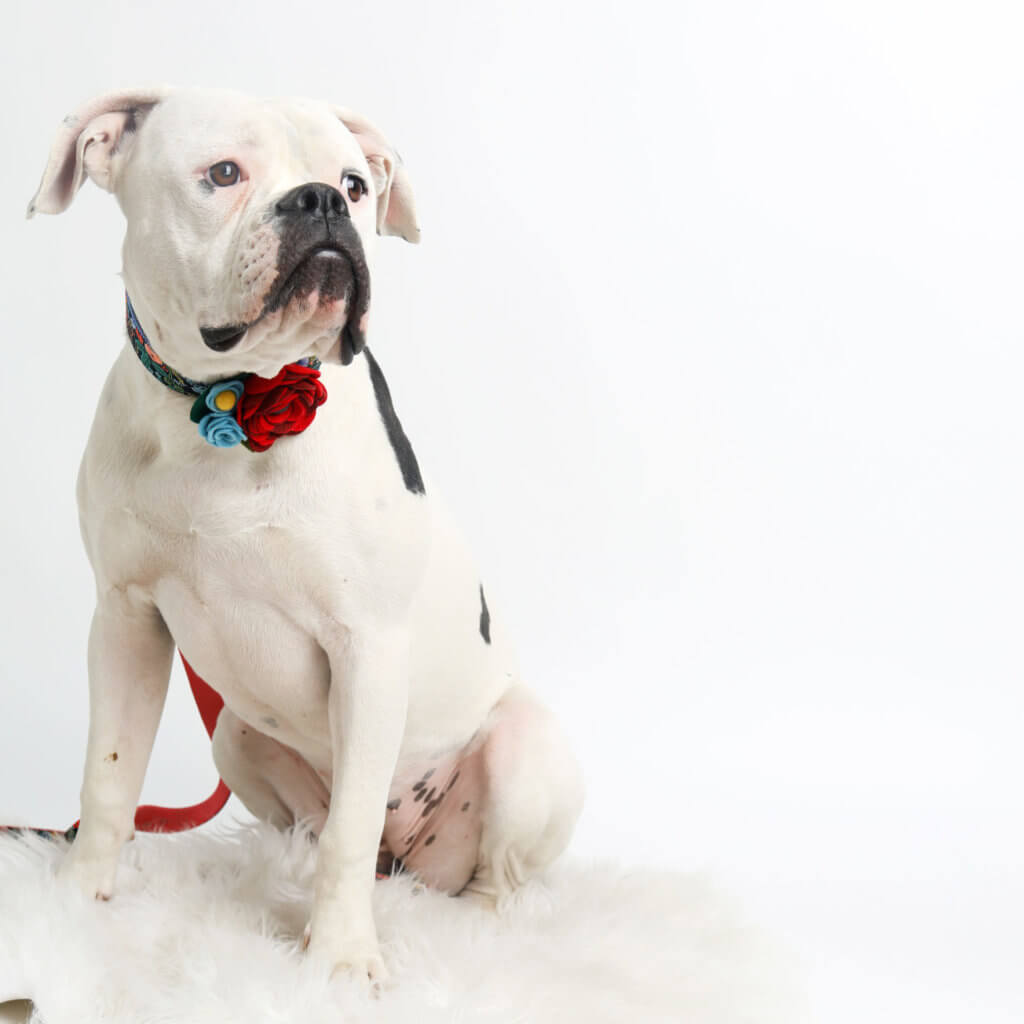bulldog flower collar