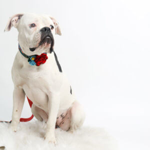 bulldog flower collar