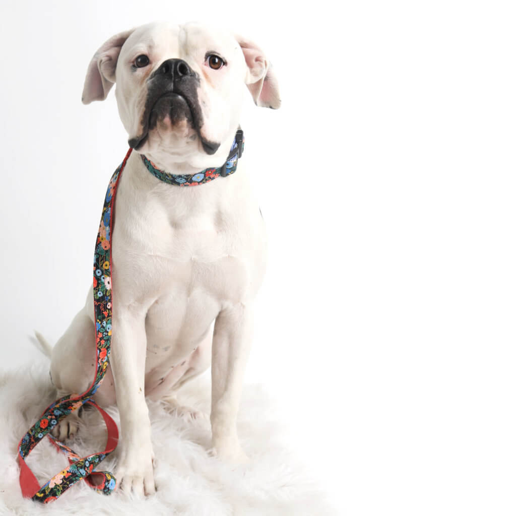 bulldog in floral collar