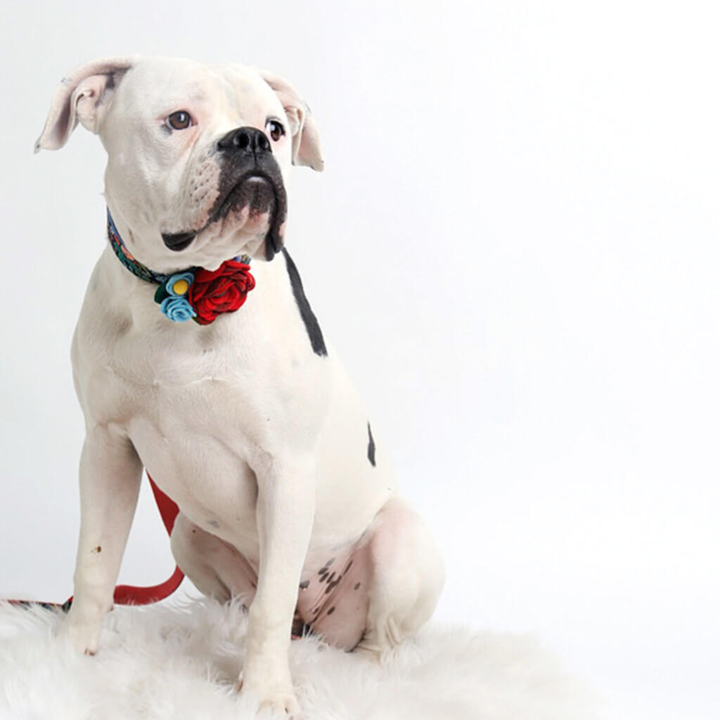 bulldog flower collar