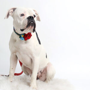 bulldog flower collar