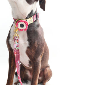pitbull dog collar flower feminine
