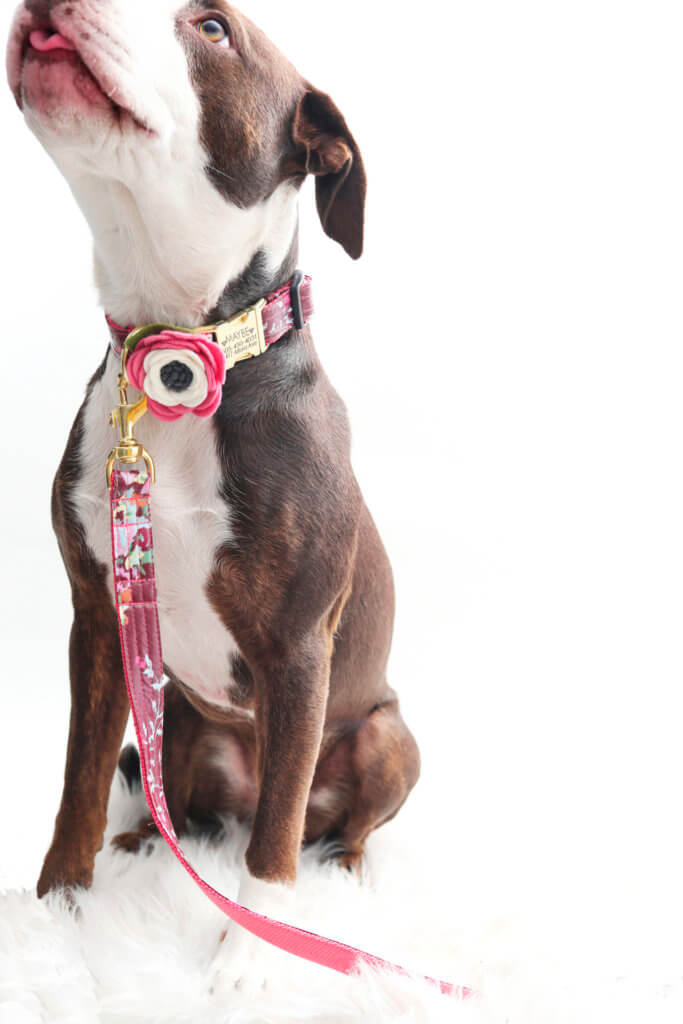 pitbull dog collar flower feminine
