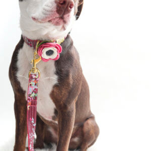 posey laminated dog collar maybe pit bull flower