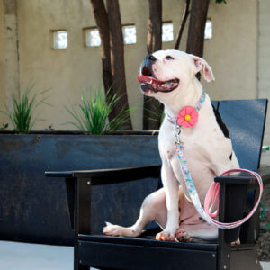 bulldog flower collar