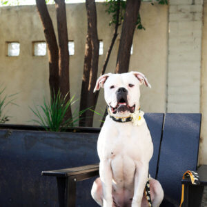 bulldog daisy dog collar