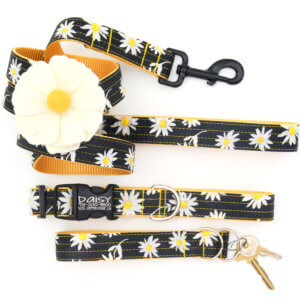 white daisy dog collar and leash
